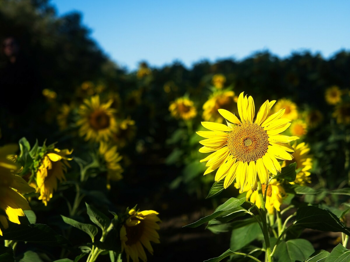 Sunflower`