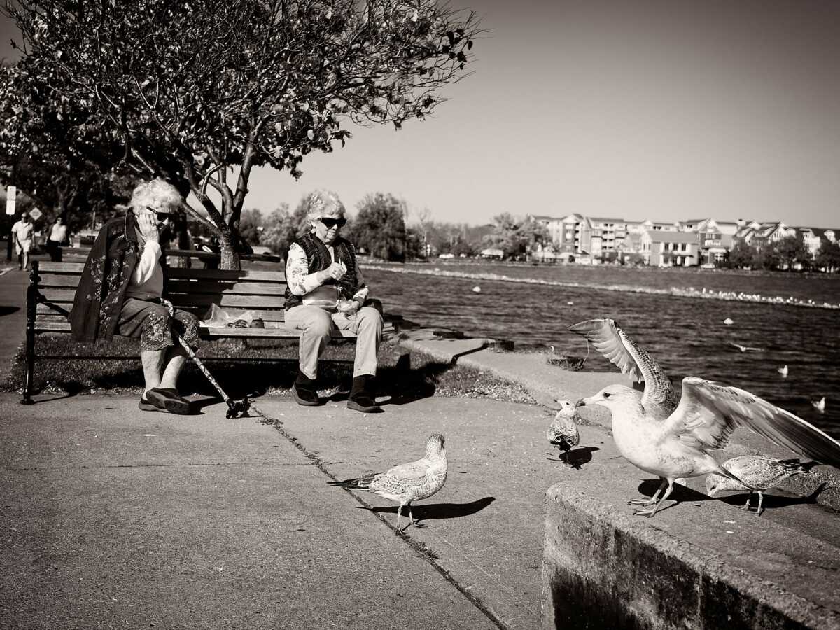 Feeding the gulls