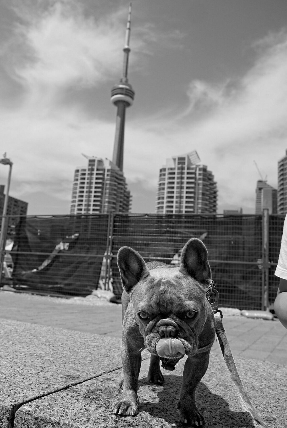 Doggo and CN Tower