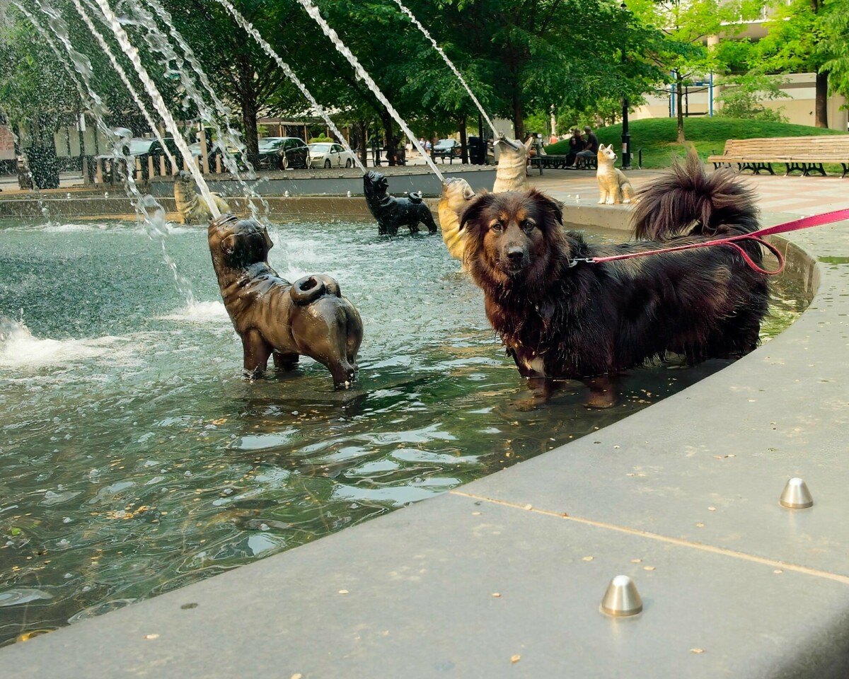 Dog Enjoys Dog Fountain