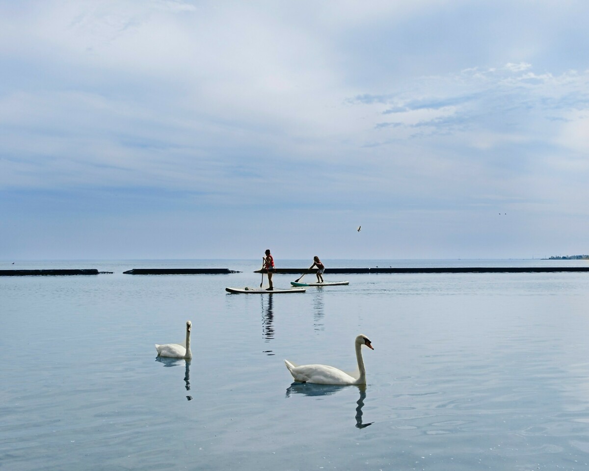 Swans and Paddleboards