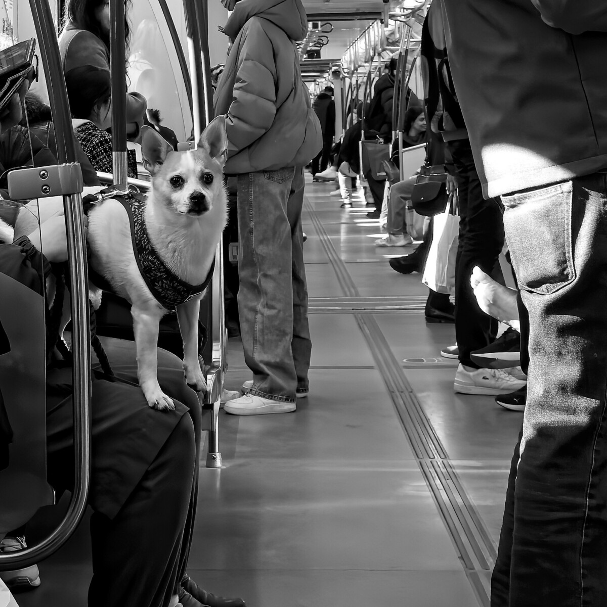 Subway Dog