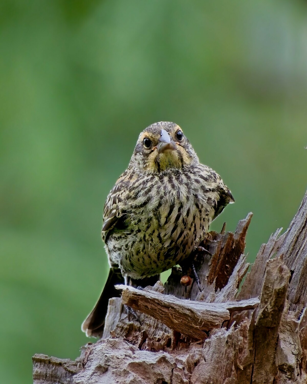 Song Sparrow