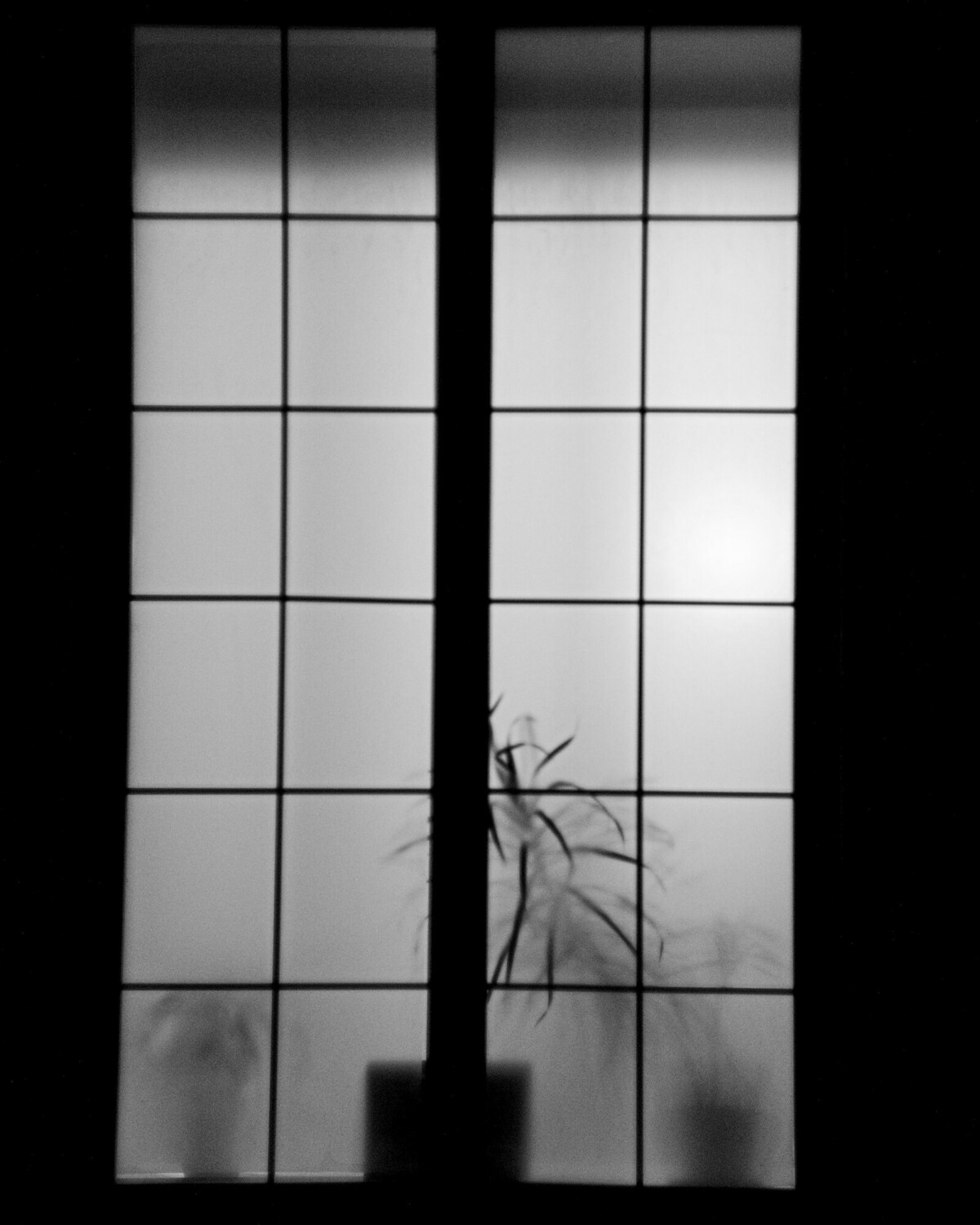 Window Silhouette