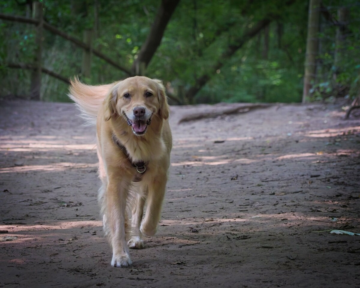 A Yellow Labrador