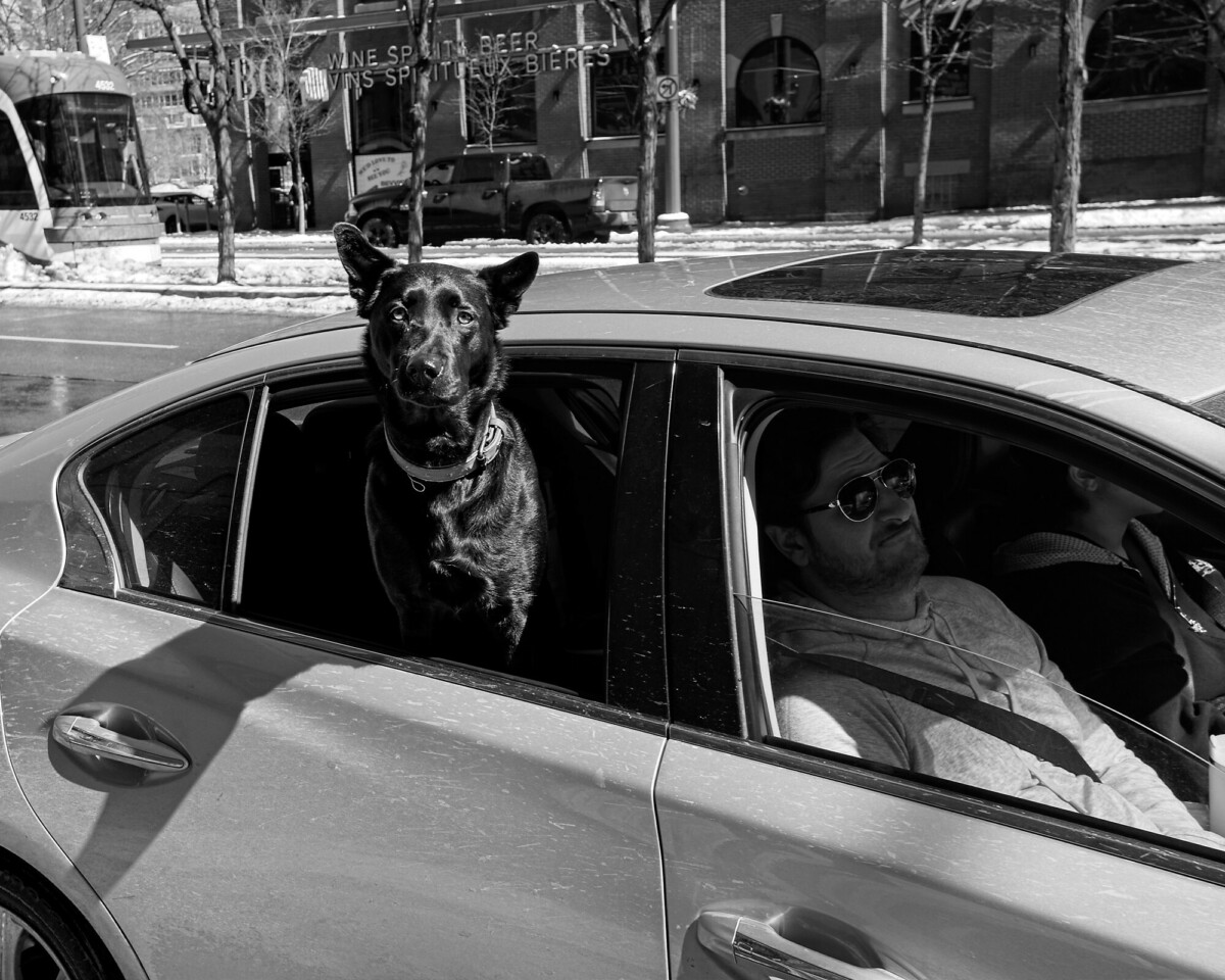 Black Dog in a Car