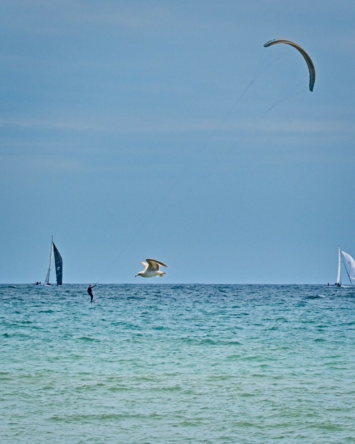 Breaking News: gigantic seagull attacks man para-sailing