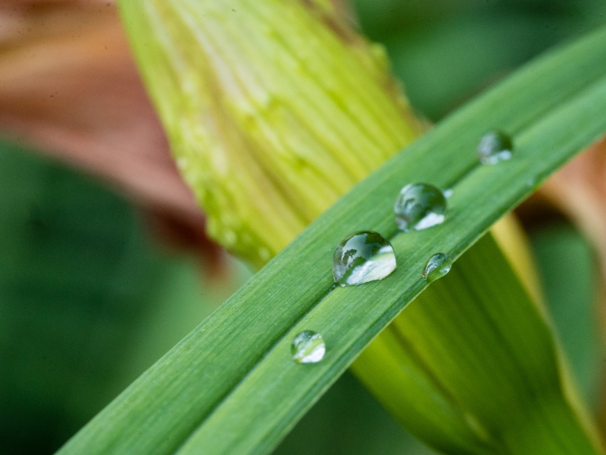 Four Water Drops