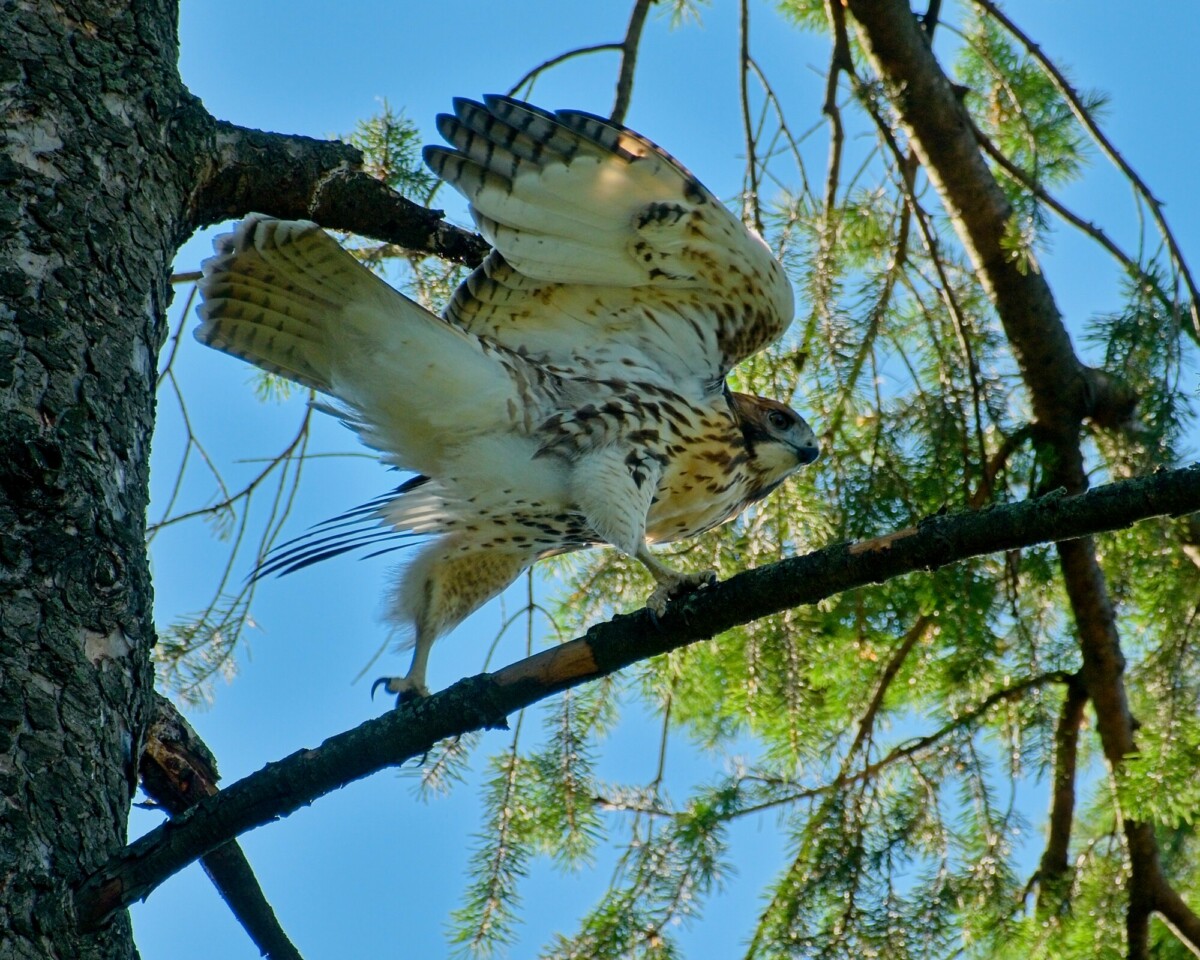 Red Tailed Hawk