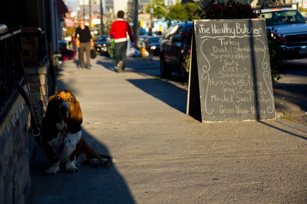Basset Hound outside The Healthy Butcher