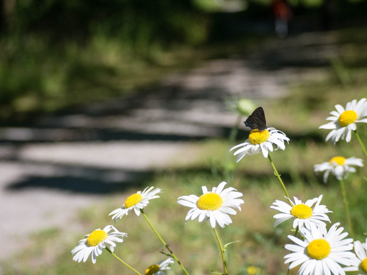 Daisies and Butterfly