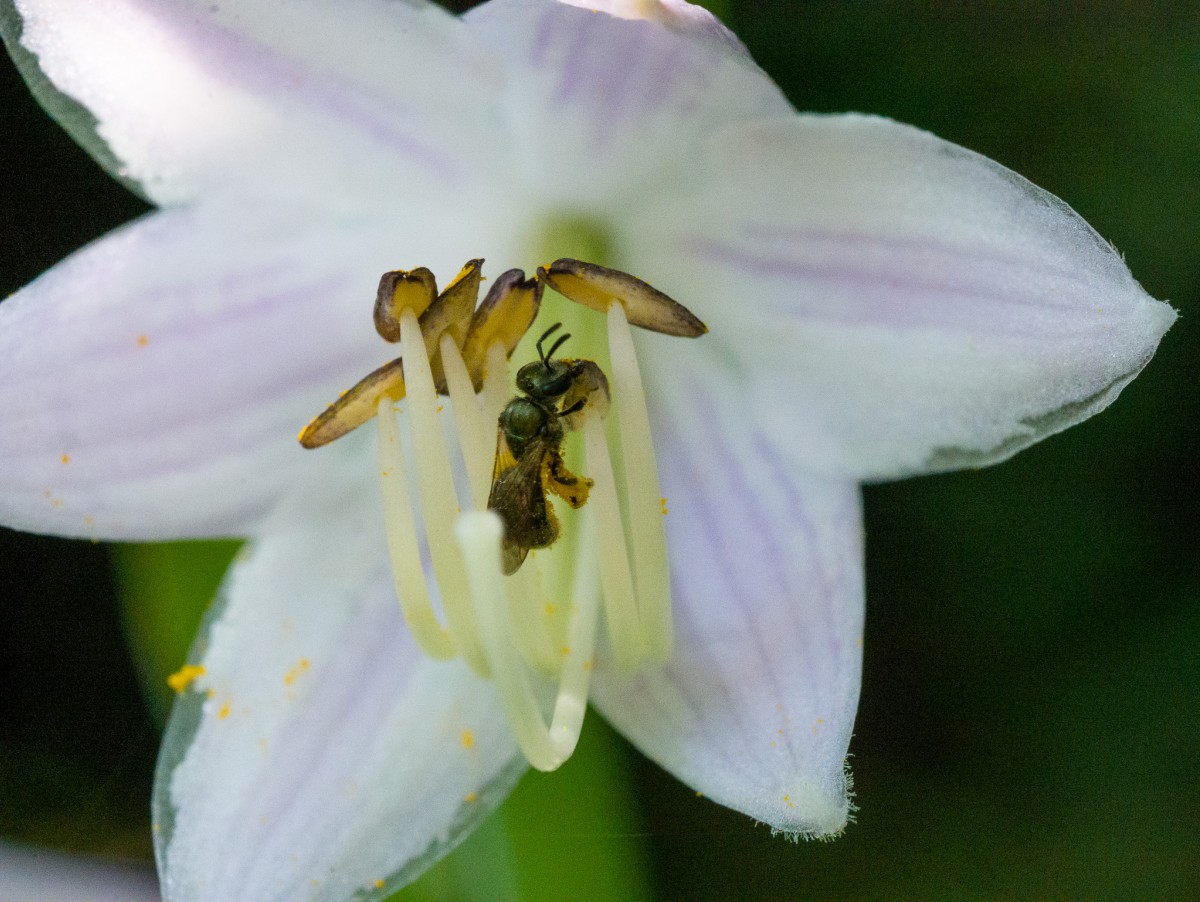 Pollinating