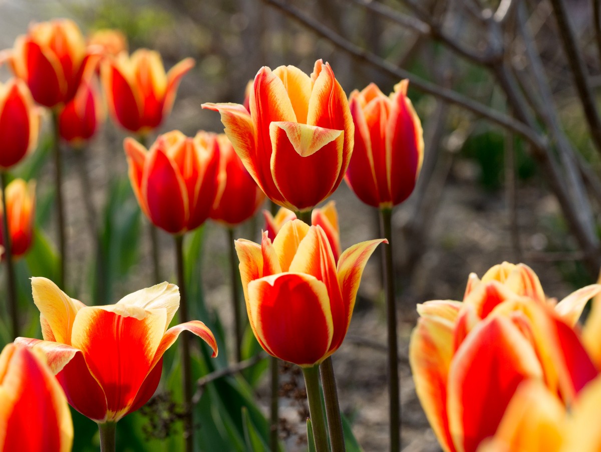 Tulips at Edwards Gardens