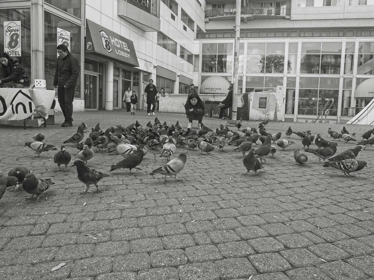 Pigeons