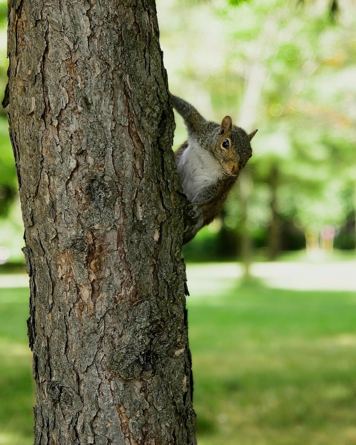 Squirrel