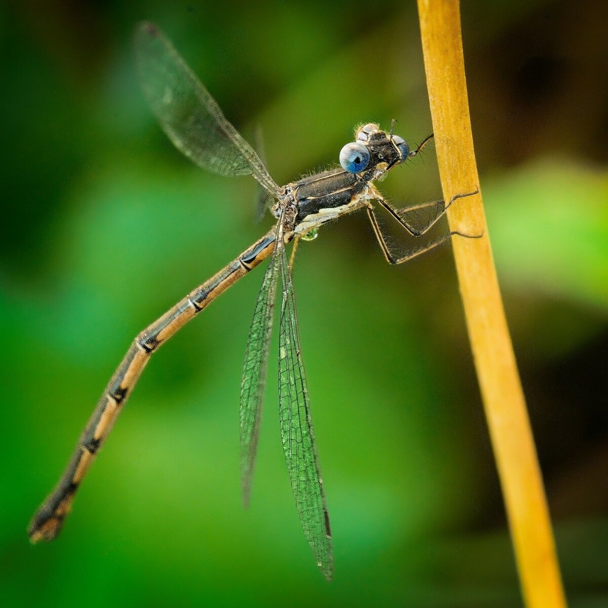 Dragonfly