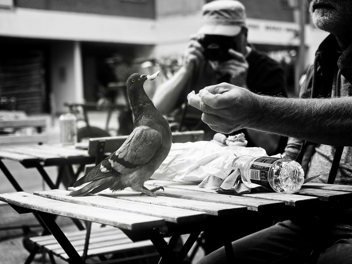 Pigeon Whisperer