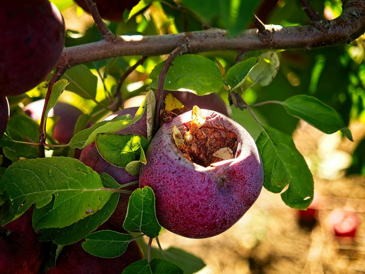 Rotting Apple