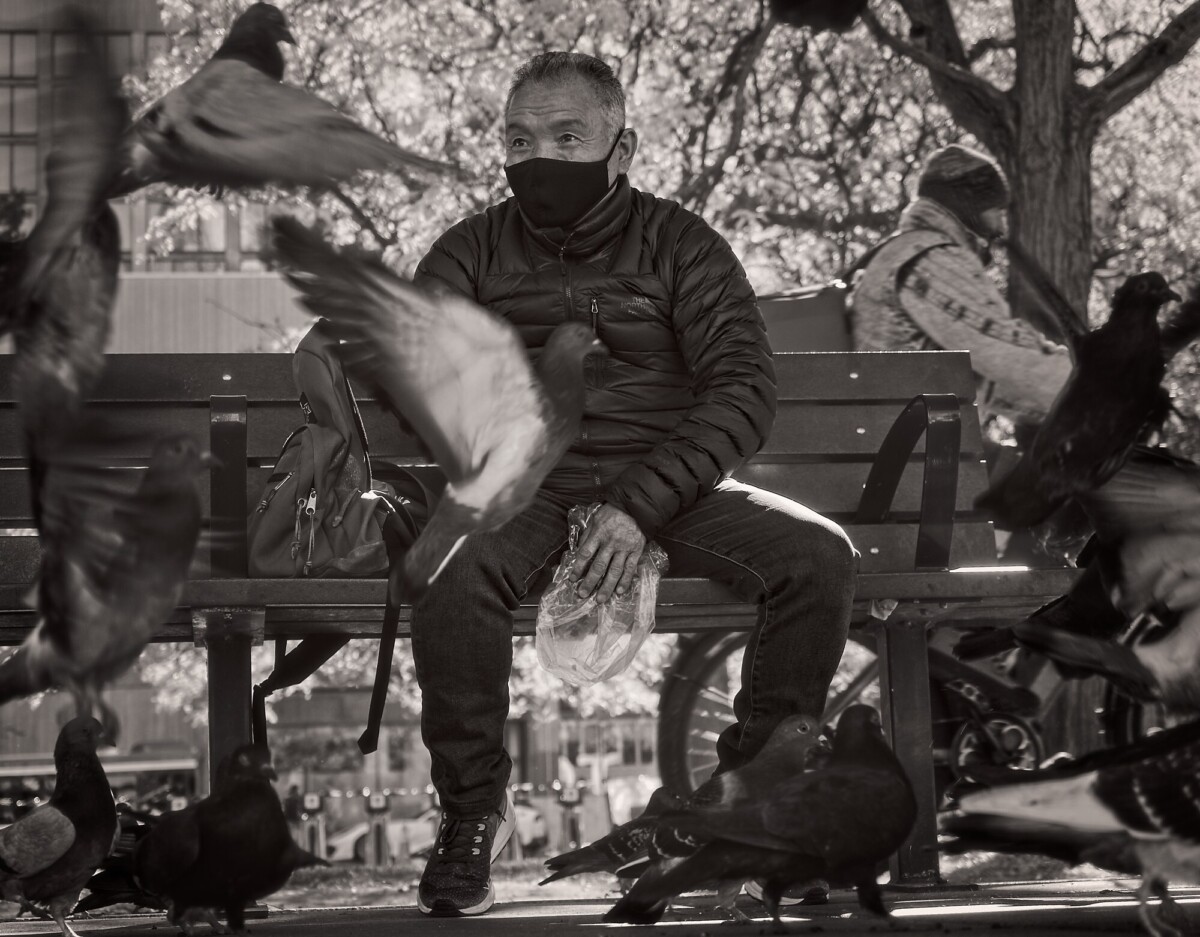 Lord of the Pigeons