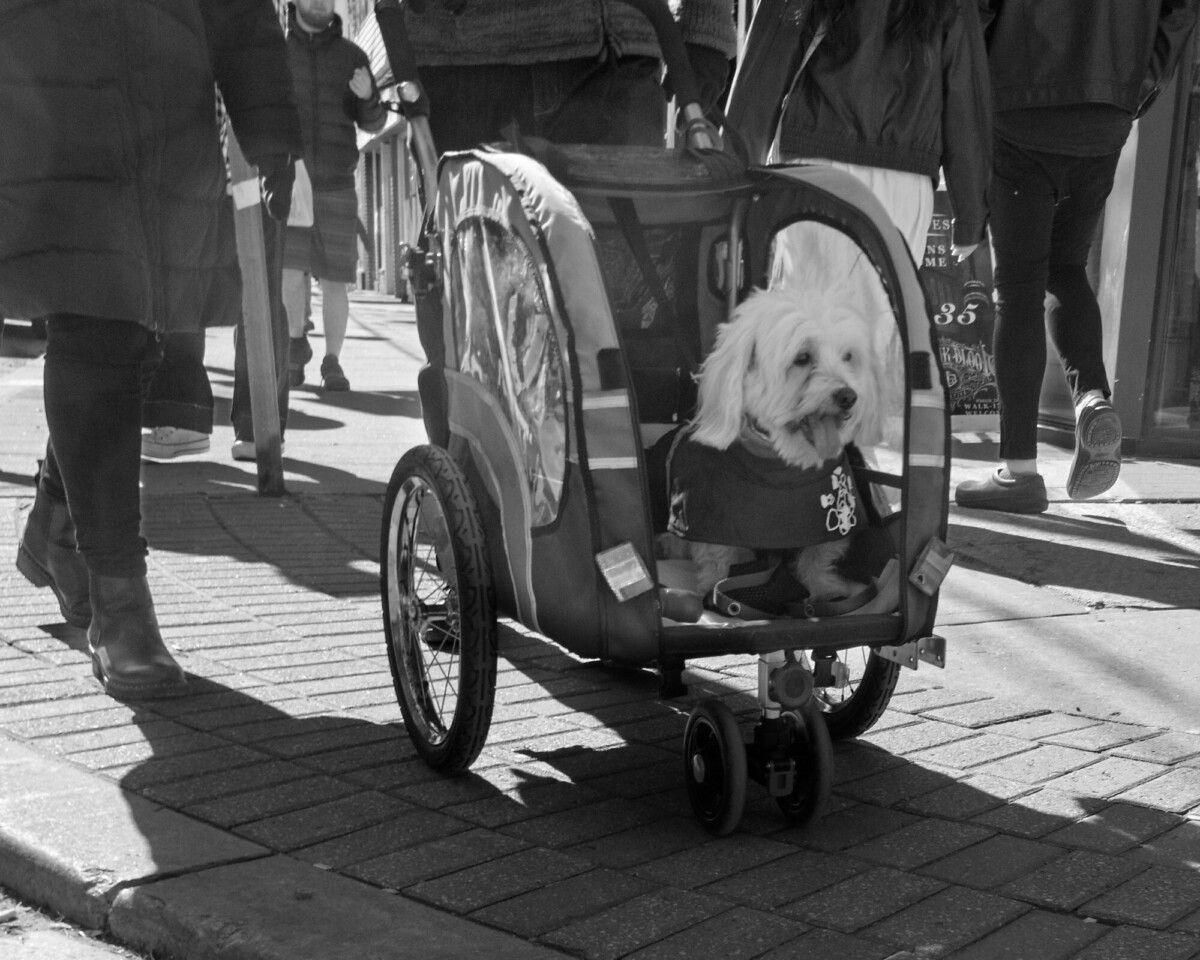 Dog Stroller
