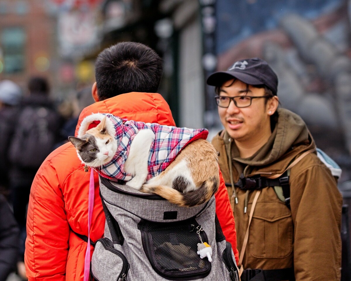 Cat Backpack