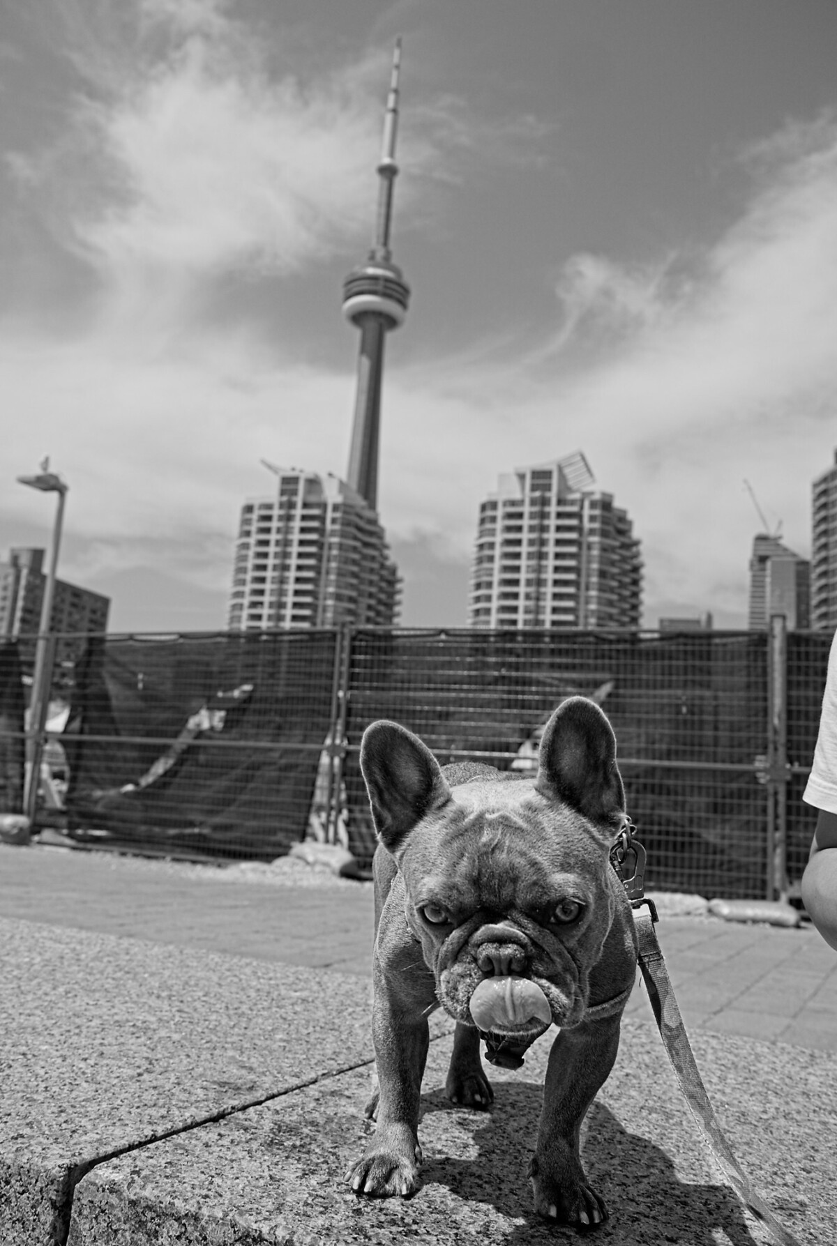 Doggo and CN Tower