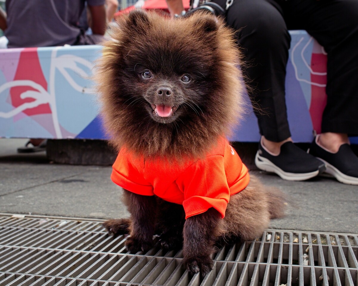 Orange Furball