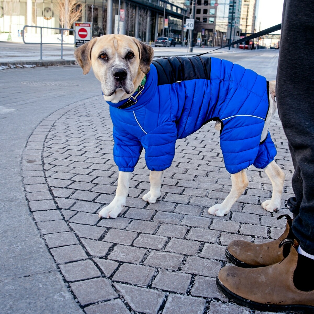 Dog with Coat