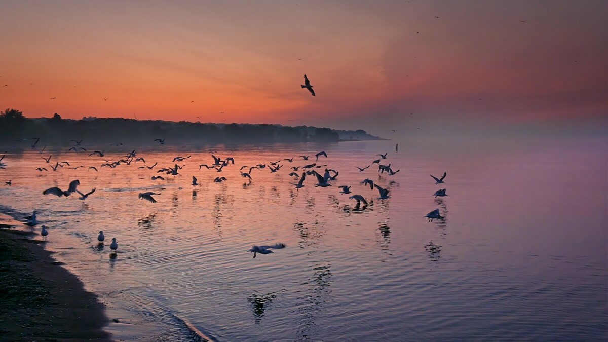 Woodbine Beach Sunrise