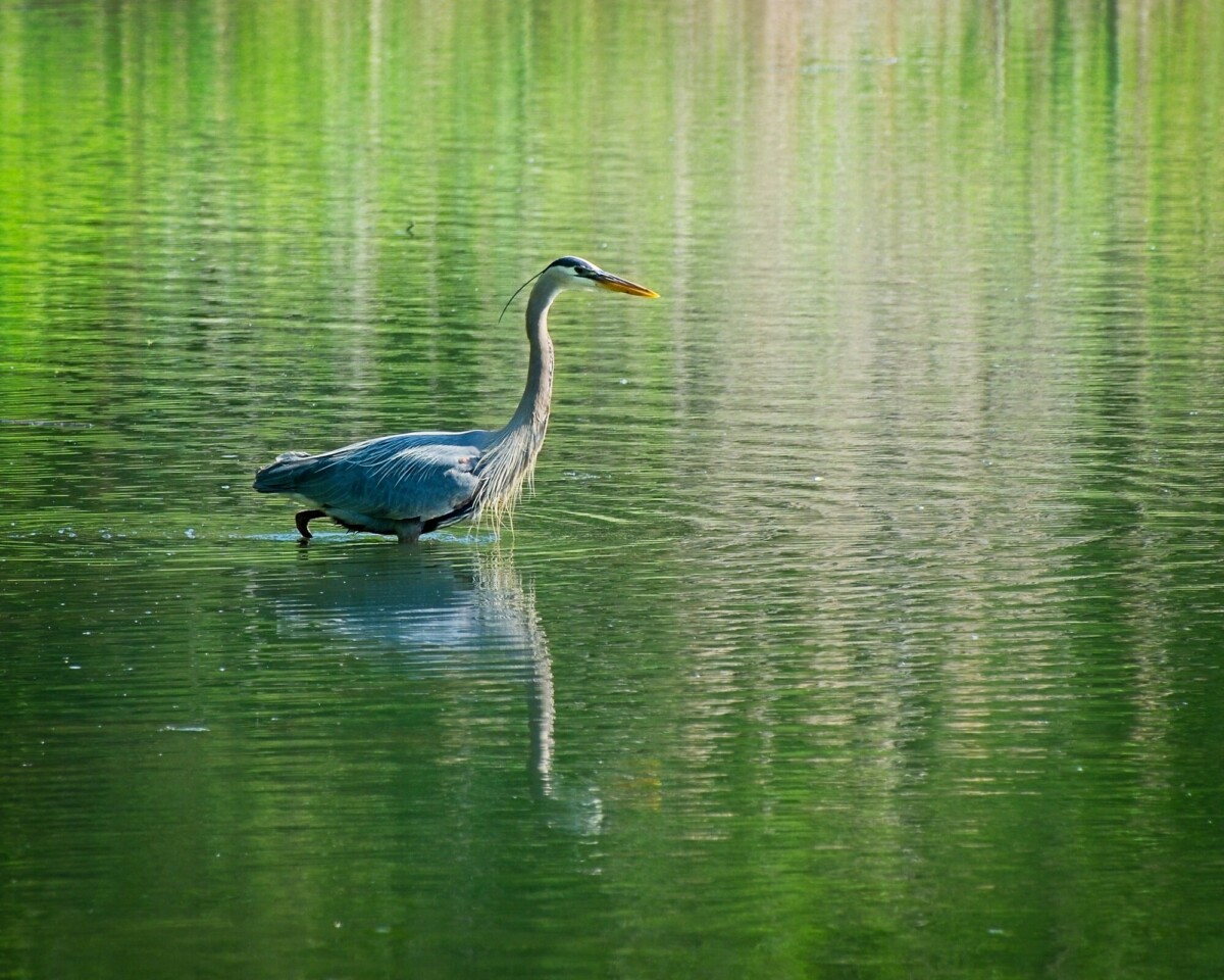 Great Blue Heron