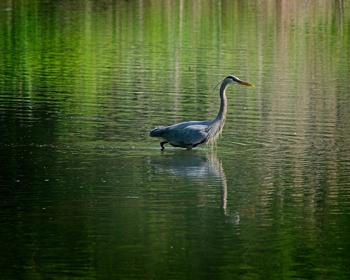 Great Blue Heron