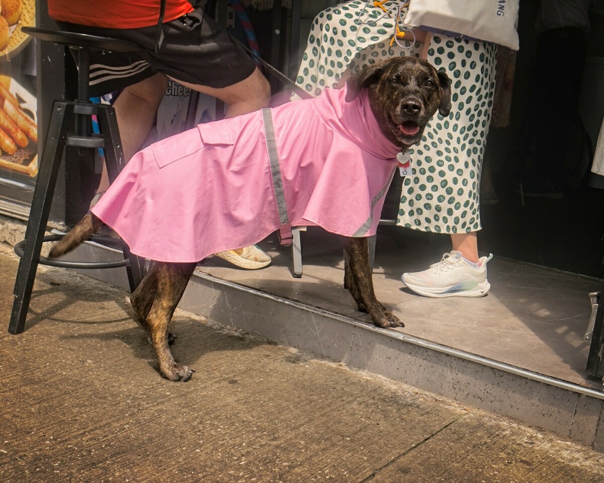 Pink Raincoat