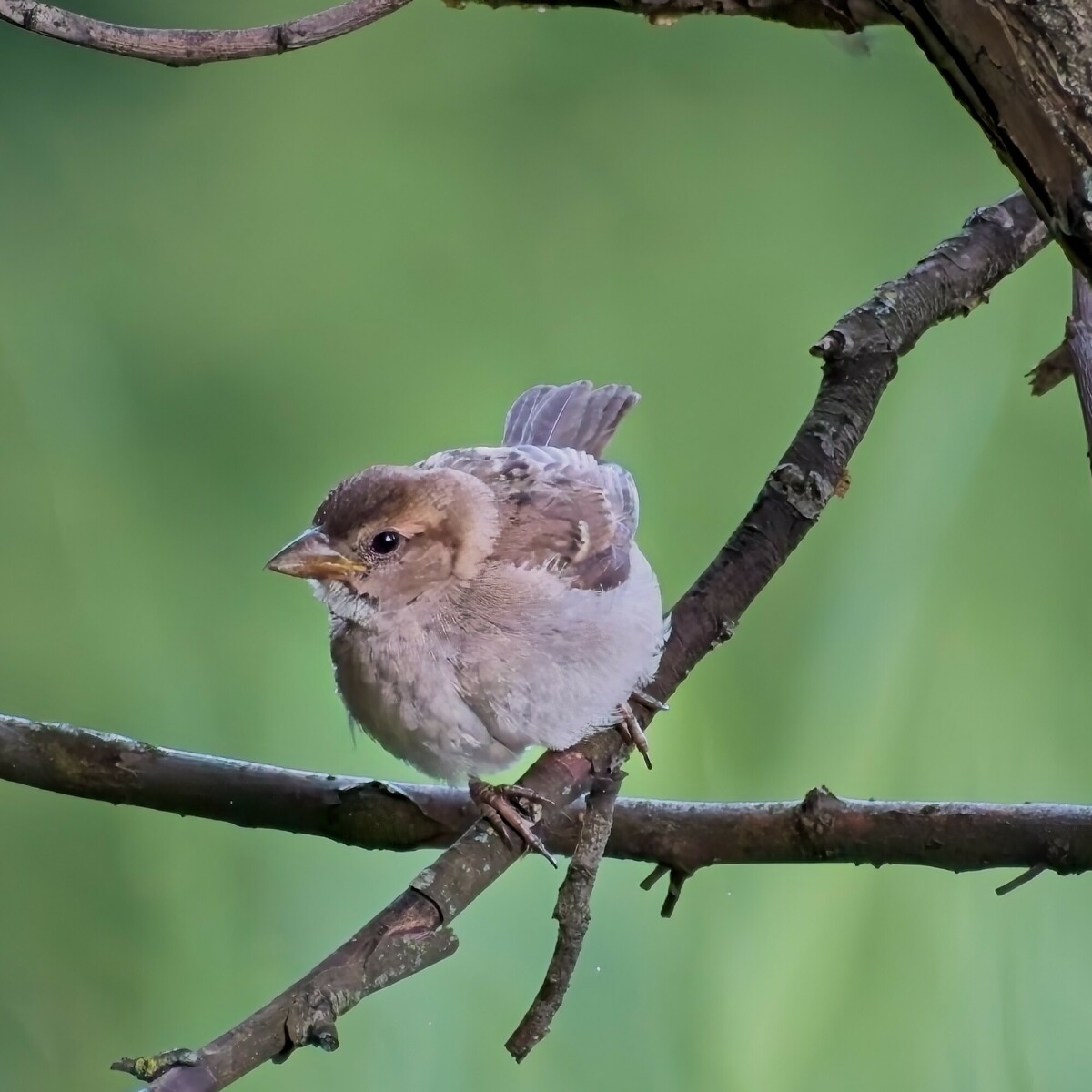 House Sparrow