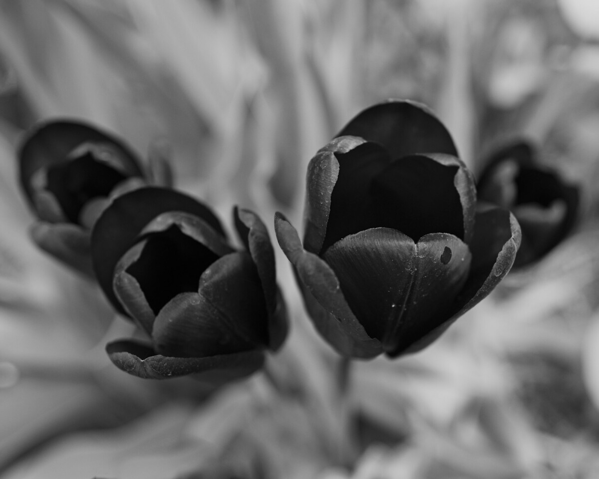 Tulips