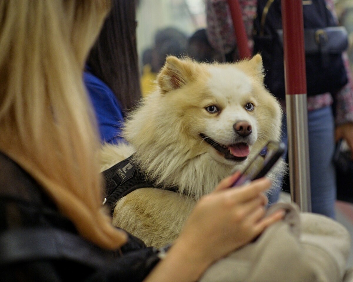 Subway Dog