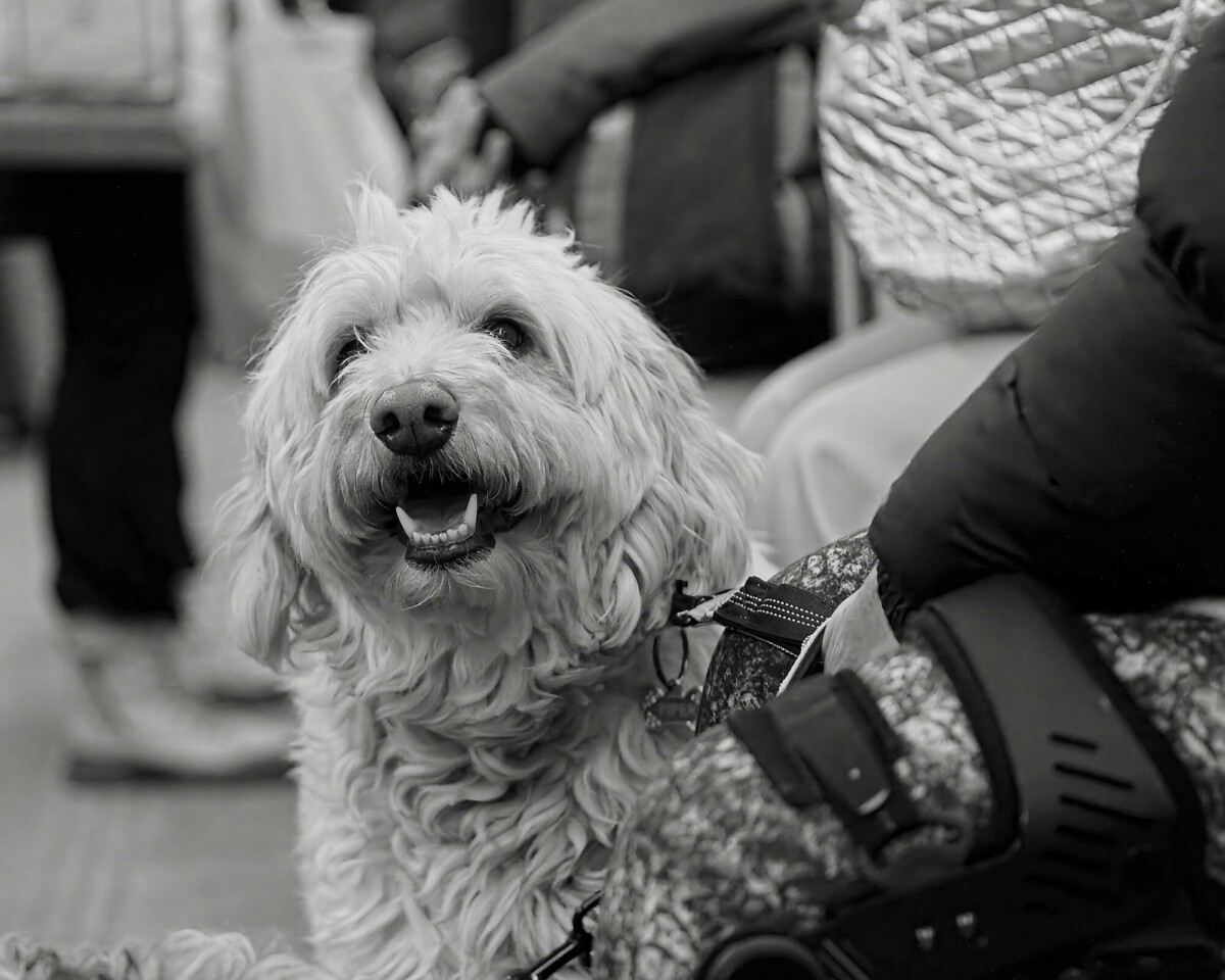 Happy Dog