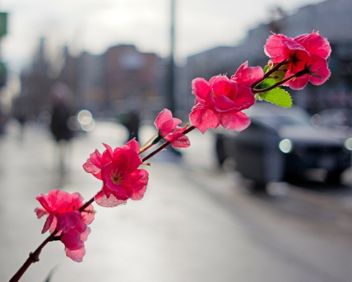 Winter Flower