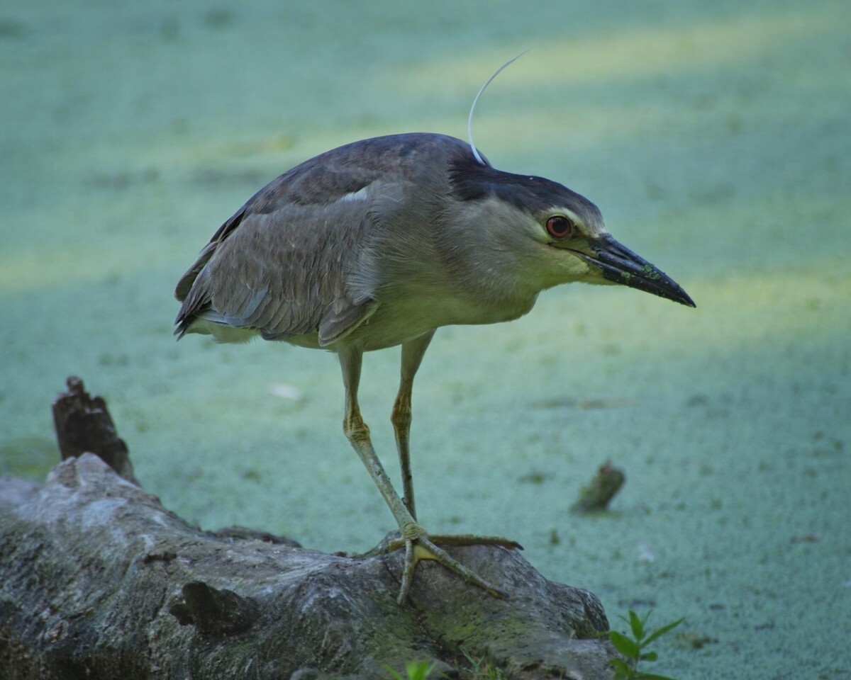 Black Crowned Night Heron