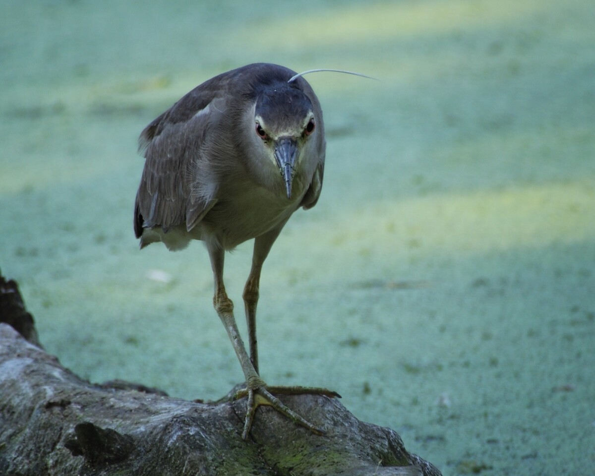 Black Crowned Night Heron