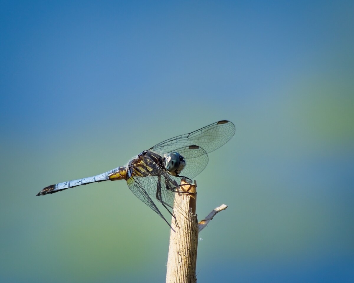 Dragonfly - Blue Dasher