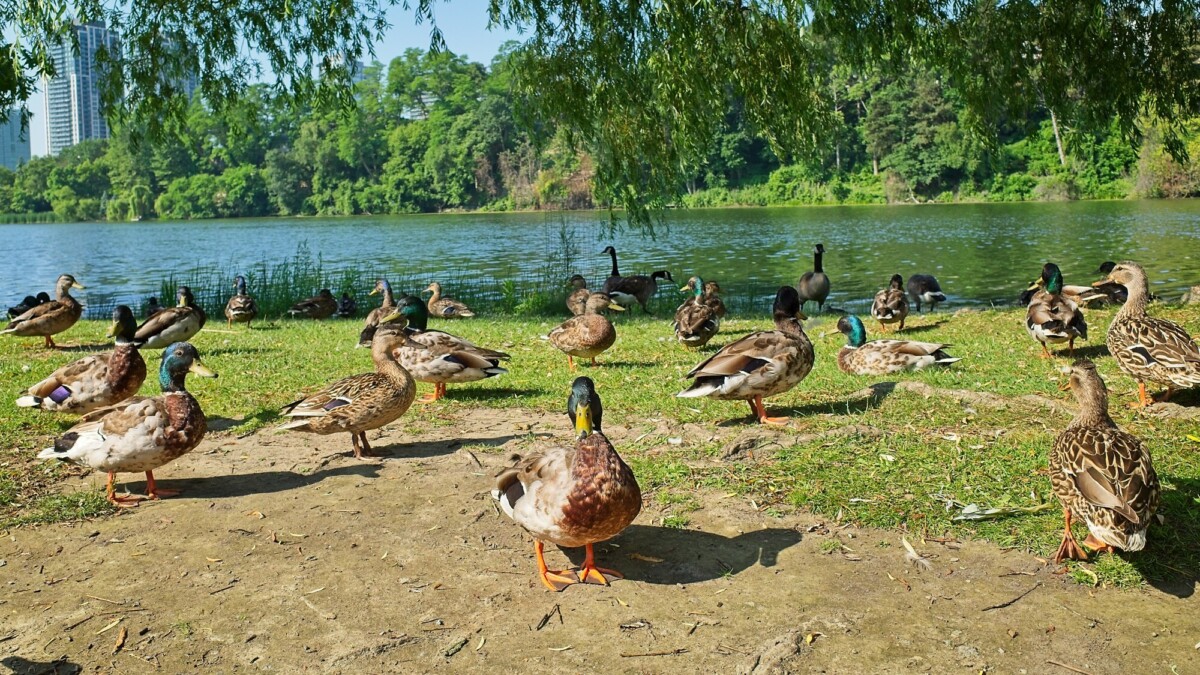 Mallards