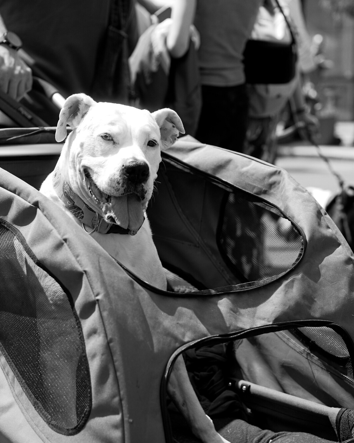 Dog in a Stroller