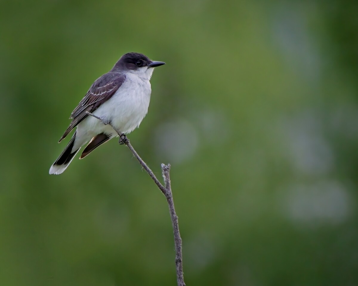 Eastern Kingbird