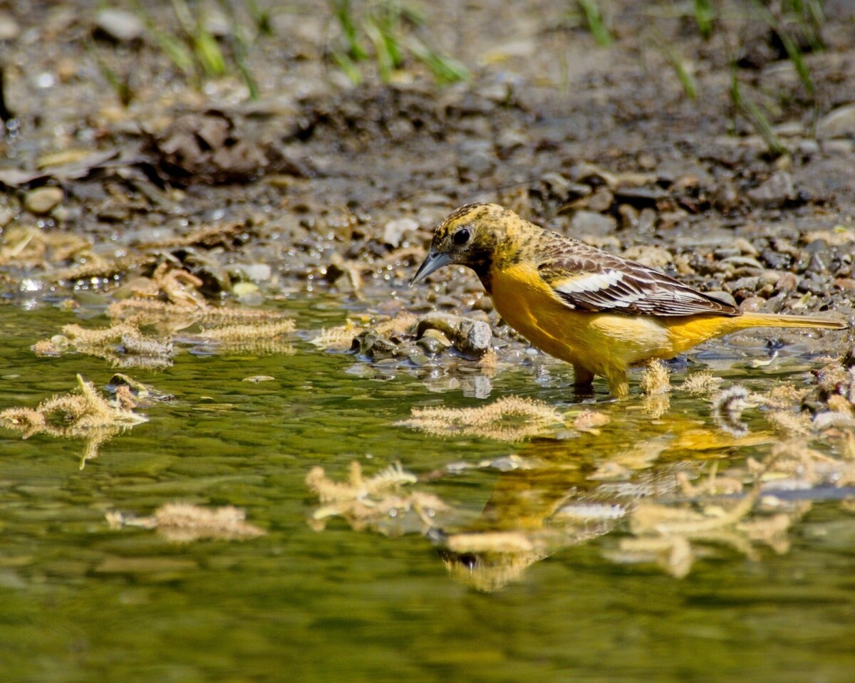 Baltimore Oriole