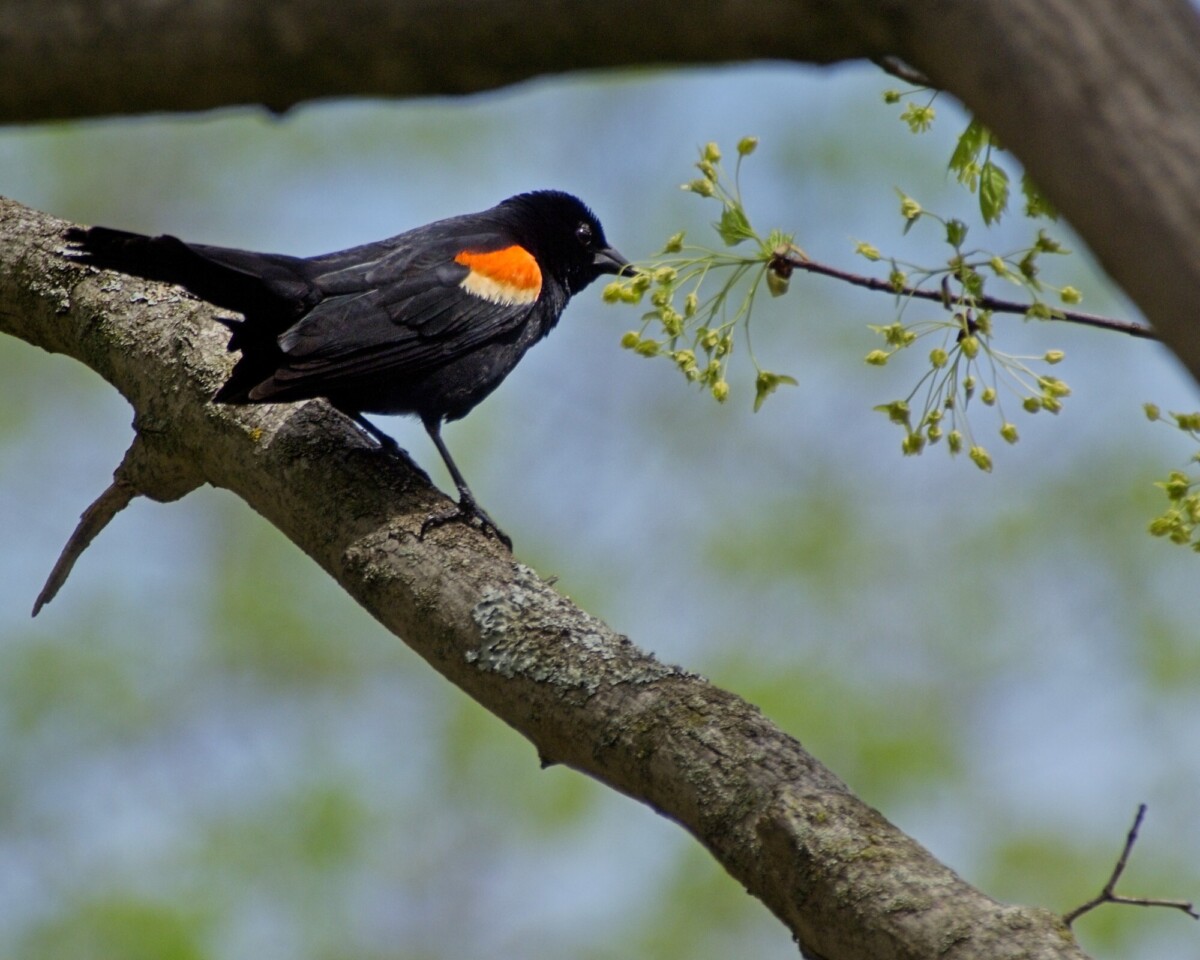Red Winged Blackbird