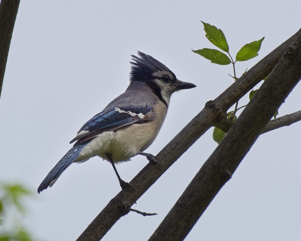 Blue Jay