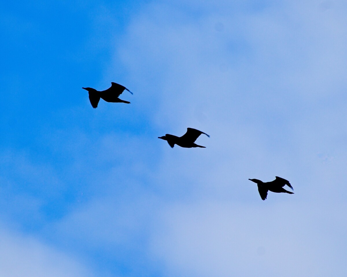 Three in a row