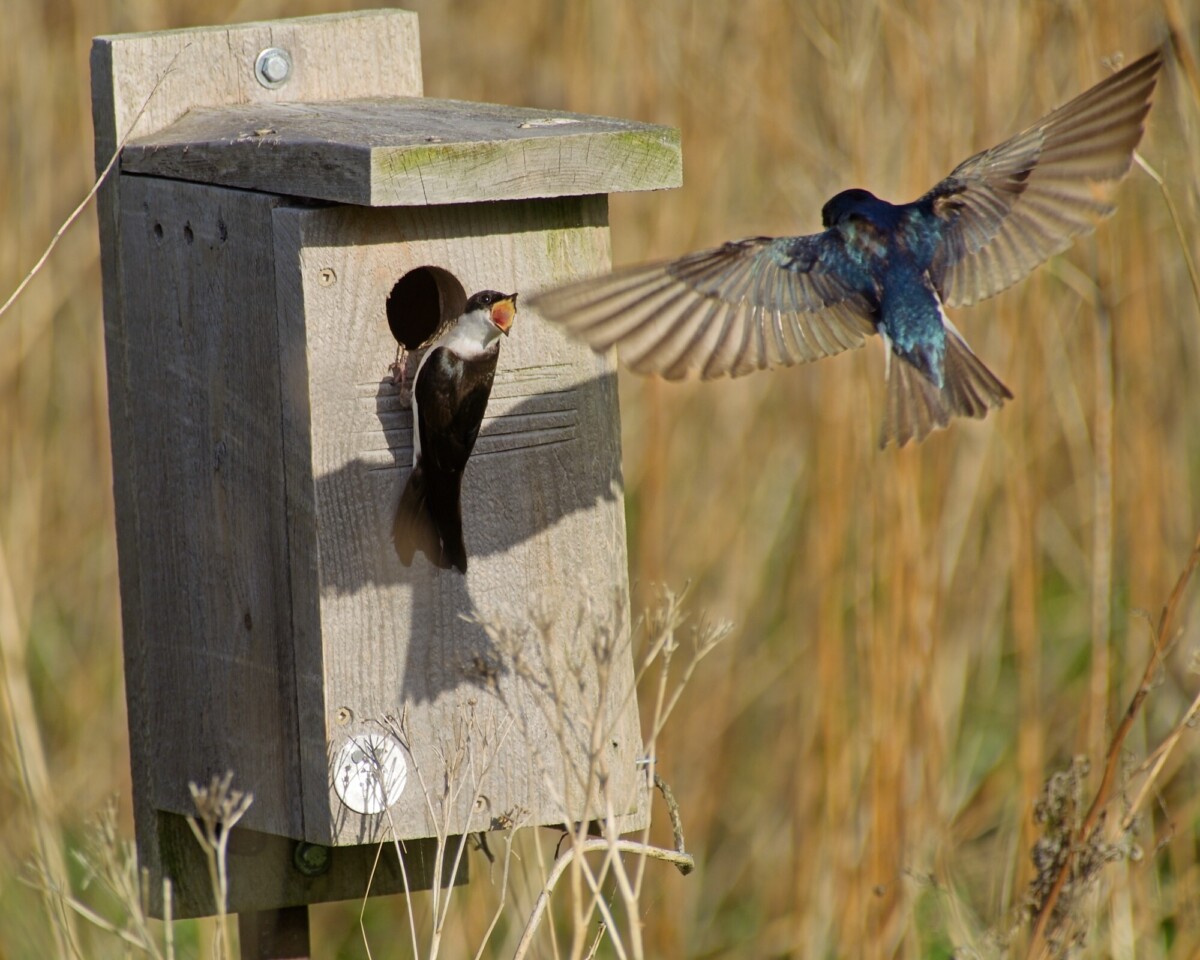 Purple Martin vs Tree Swallow
