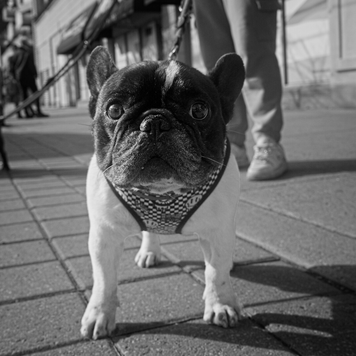 French Bulldog