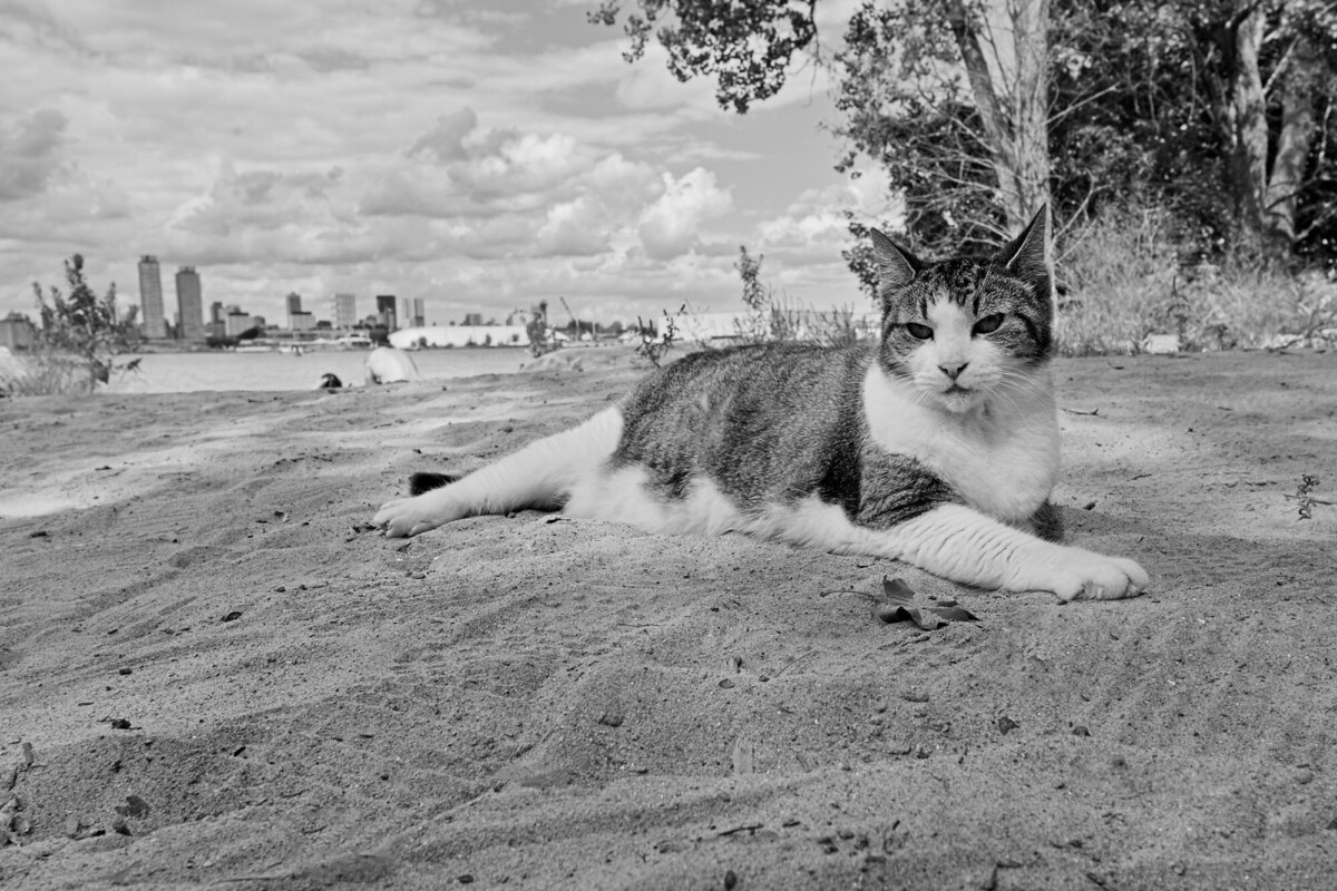 Beach Cat